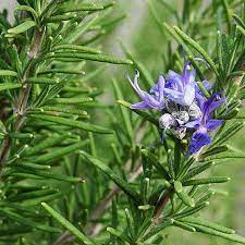 Add Some Rosemary into your Daily Life